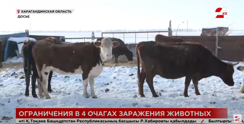В 4 карагандинских селах запрещен ввоз и вывоз животных