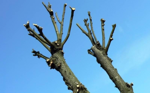 Ерлан Кошанов потребовал прекратить варварскую обрезку деревьев в Темиртау
