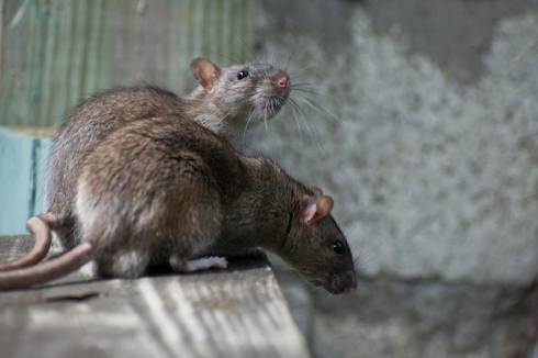 Аким района в Караганде проштрафился на крысах