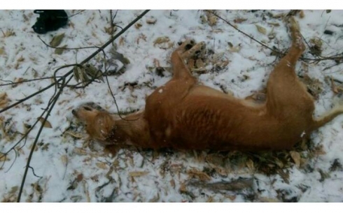 В Караганде застрелили собаку редкой породы