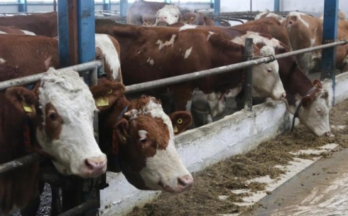 Молочную ферму по немецкой технологии открыли в Карагандинской области