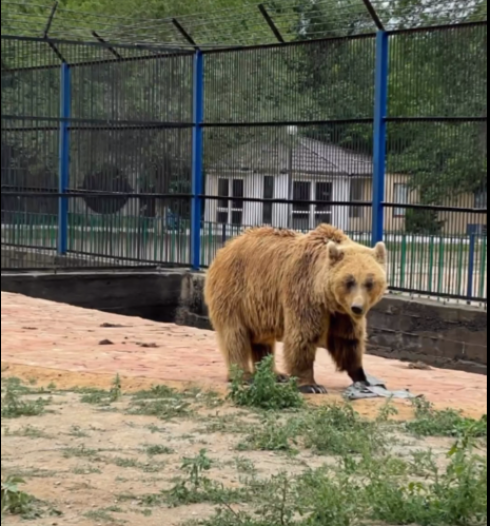 В Карагандинском зоопарке медведь едва не напал на маленькую девочку, оставшуюся без присмотра взрослых