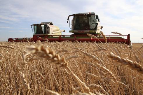 Карагандинская область увеличила экспорт пшеницы и картофеля
