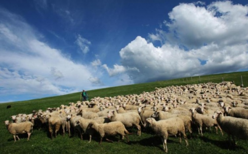 Отсутствие организованного выпаса скота в Карагандинской области создает благоприятные условия скотокрадам