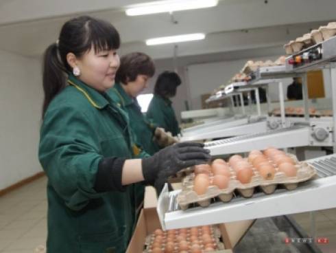 В Карагандинской области идет строительство птицефабрики на сумму более 2 млрд тенге