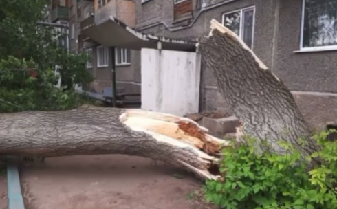 Последствия урагана в Карагандинской области: женщину придавило деревом