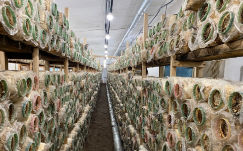 В Карагандинской области осужденные выращивают грибы и реализовывают их в магазины