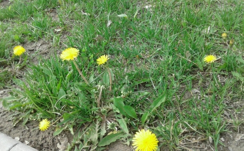 Желтые цветы весной (55 фото)