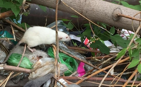 В центре Караганды крысы снуют по стихийной свалке