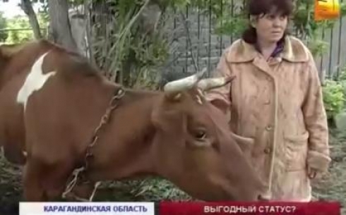 Владельцы коров, зараженных бруцеллезом, отказываются сдавать их на забой