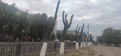 Акимат Караганды заверяет, что не выдавал разрешения на варварскую подрезку деревьев в центре города