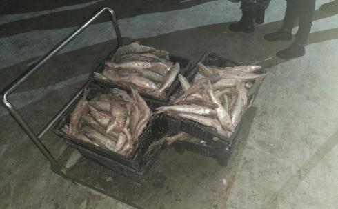 Жители Карагандинской области в крупных размерах незаконно ловят рыбу
