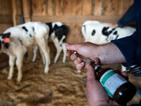 В поселке Топар вакцинировали от сибирской язвы весь домашний скот