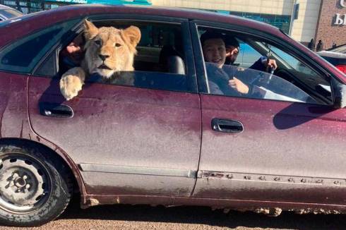 Лев выглядывал из салона авто в Караганде: видео изучит инспекция по животному миру