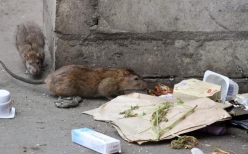 Карагандинцы бьют тревогу - в городе крысы