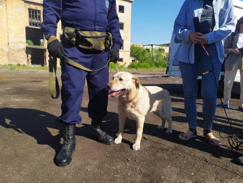Собаки-спасатели продемонстрировали свои навыки при учениях в Караганде