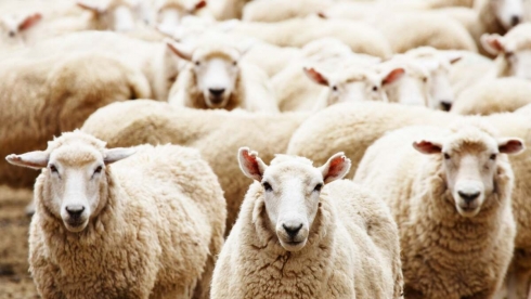 Сосед похитил у пенсионера овец в Карагандинской области