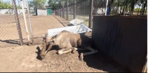 Пойманный в Темиртау лось скончался в Карагандинском зоопарке