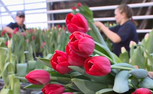 Покорить женщин необычными видами тюльпанов предлагают в Караганде