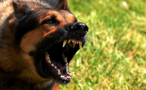 Сквозь пальцы: карагандинцы возмущены поведением нерадивых владельцев собак