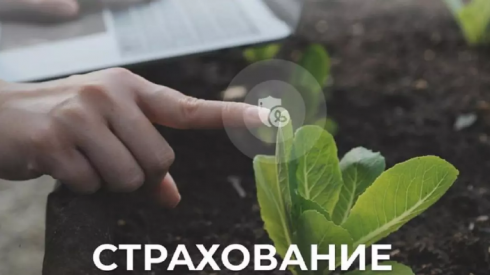 Прием заявок на страхование посевов для масличных культур продолжается в Казахстане