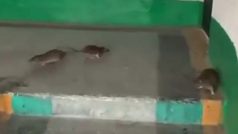 Гуляющих по подъезду крыс сняли на видео в одной из многоэтажек Темиртау