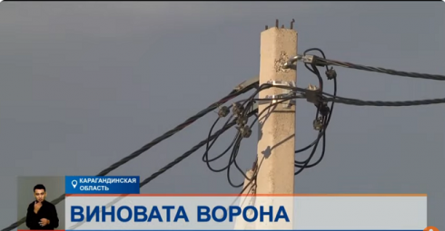 Коммунальщики назвали птиц одной из причин частых аварий на электросетях в поселке Доскей близ Караганды