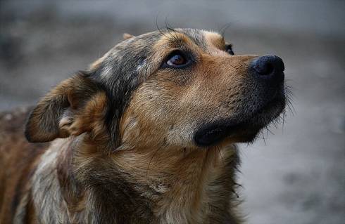 За 2020 год в Карагандинской области было уничтожено свыше 18 тысяч собак