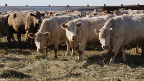 В Карагандинской области растёт поголовье племенного скота