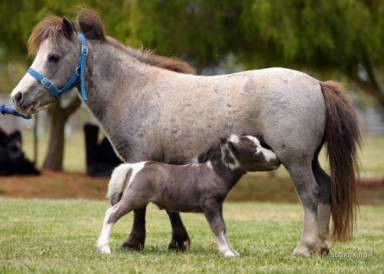 В Карагандинском зоопарке родились малыш-пони и камерунские козлята