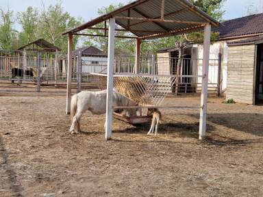 В карагандинском зоопарке родился еще один малыш-пони