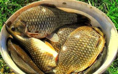 Сколько рыбы можно выловить в водоемах Карагандинской области