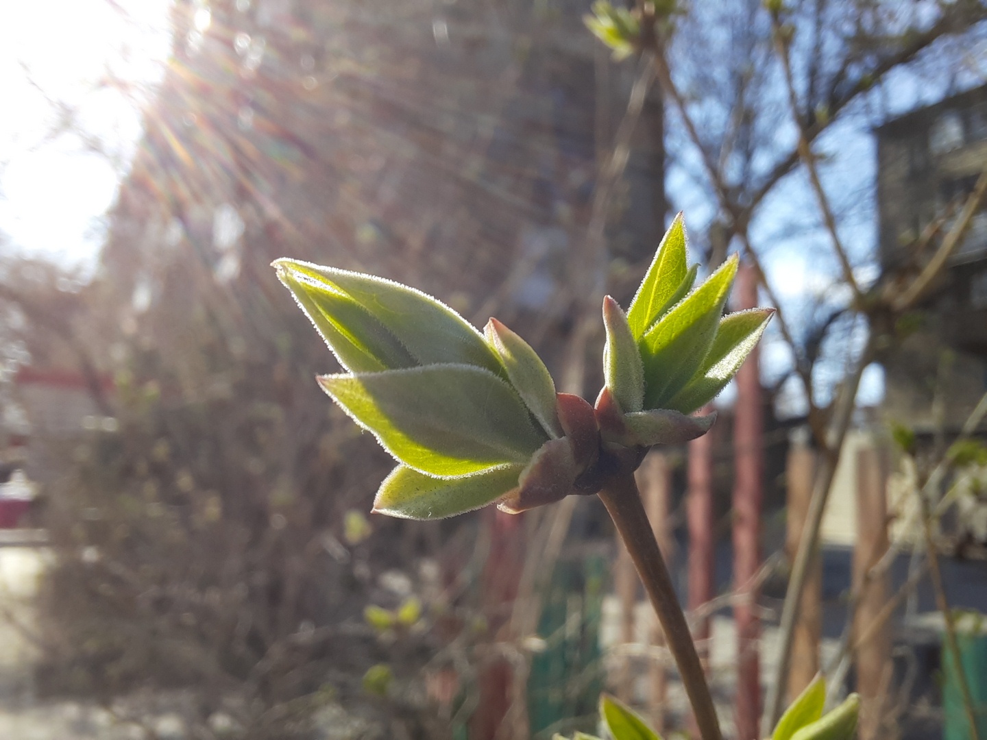 В Караганде распустились почки. Фоторепортаж