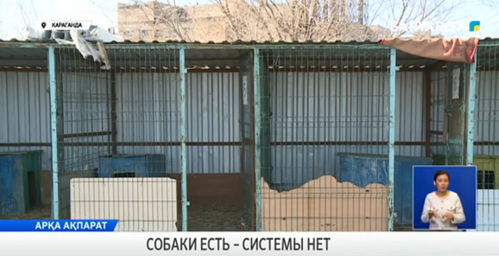 Собаки есть – системы нет: в Карагандинской области программа гуманного регулирования численности бездомных животных буксует