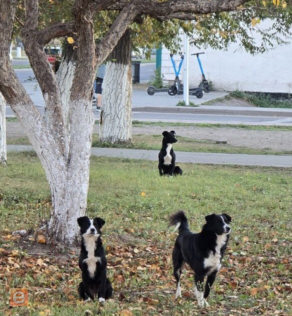 Минэкологии объяснило новые поправки в закон об обращении с животными