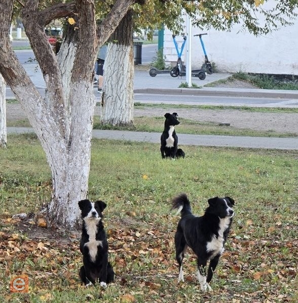 Отстрела бездомных животных не будет: в Казахстане разъяснили обсуждаемый законопроект