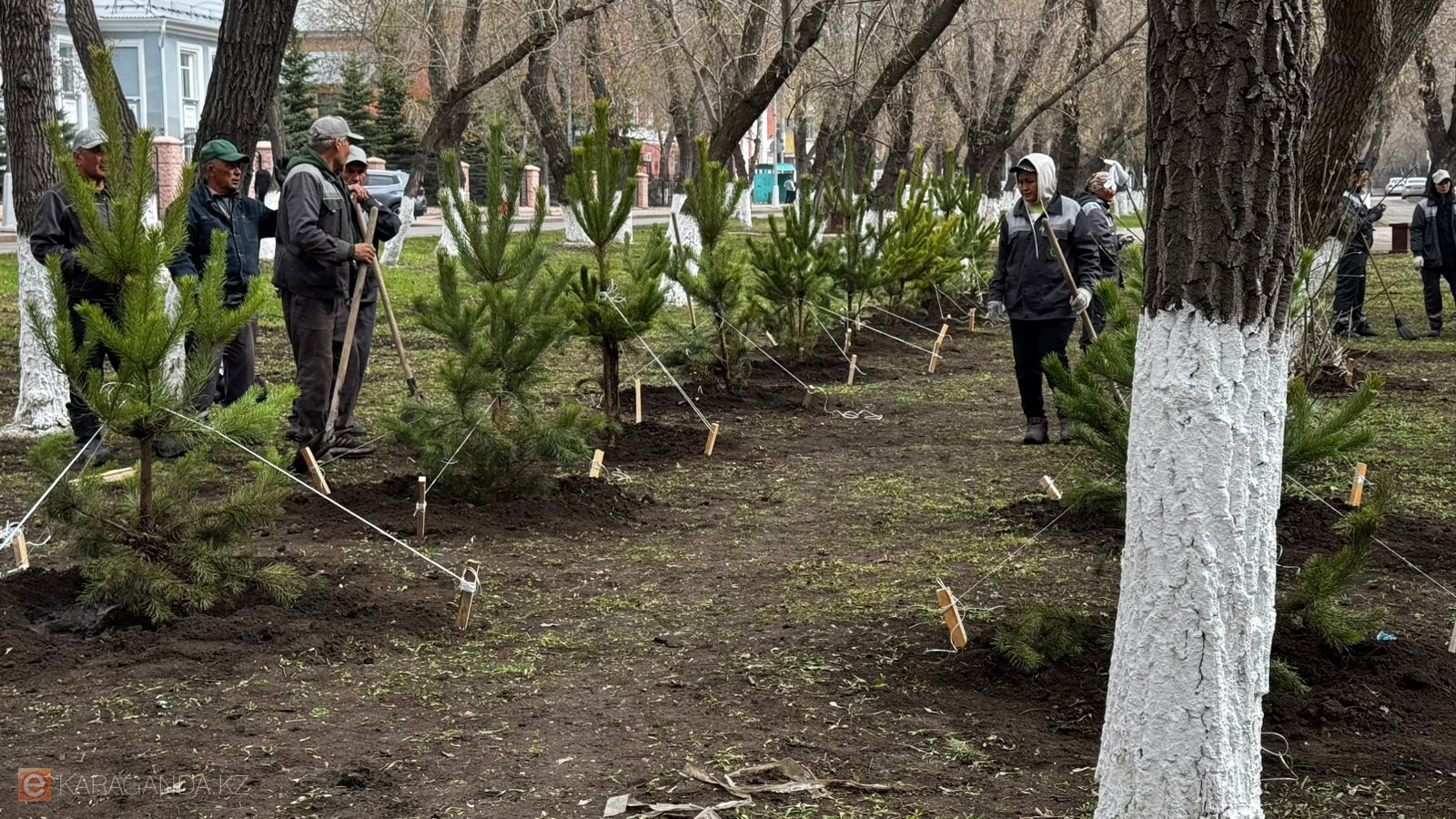 В Караганде продолжается масштабное озеленение в рамках акции «Таза Қазақстан»