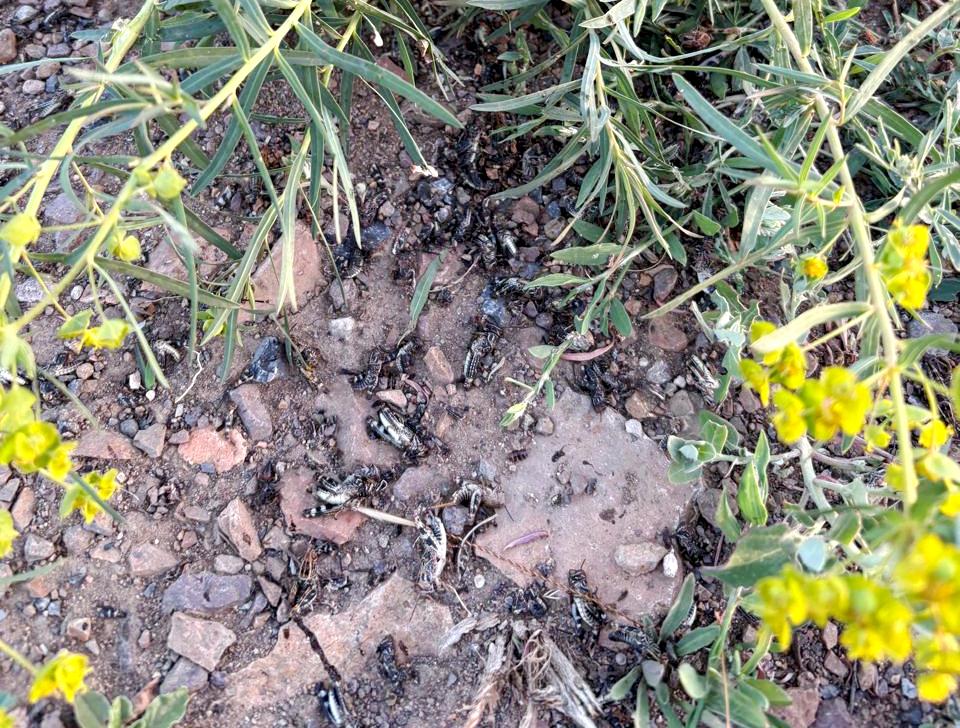 В Карагандинской области локализовали движение саранчи