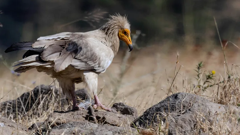 Қасқырлардың сексуалдық қаһарлы суреттері Ерлердің әдемі сексуалды фотосуреттері