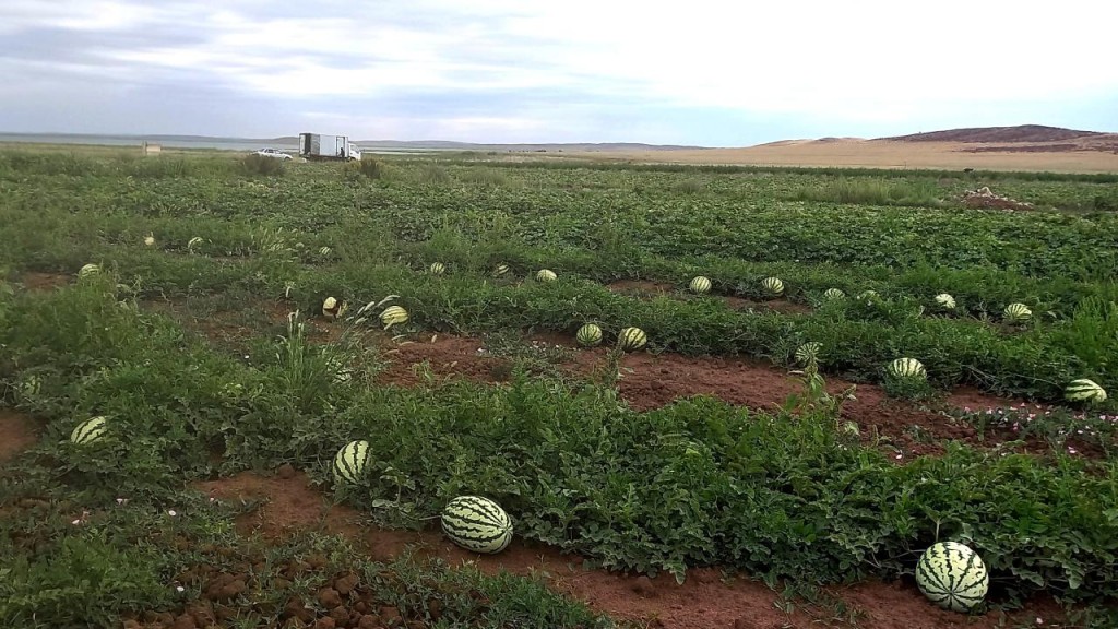 Арбузы из-под Ботакары: Фермеры в Бухаржырауском районе занимаются бахчеводством