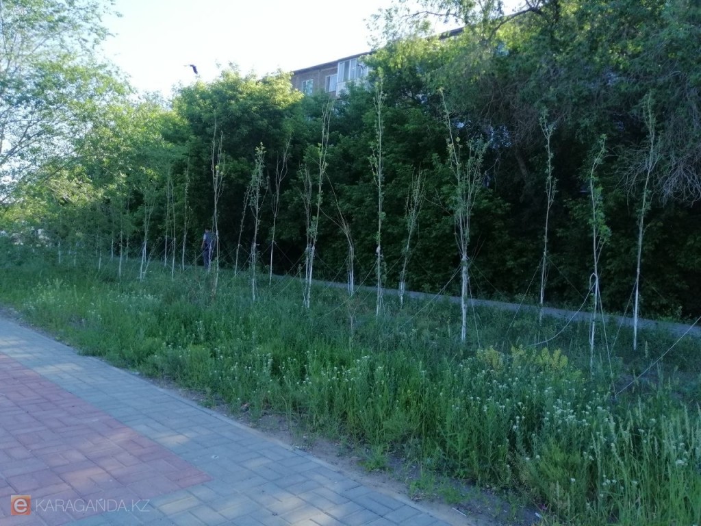 Летняя жара сохранится: какой будет погода в Караганде и области 5 июня