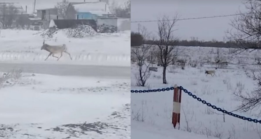 Сайгаки бегают по поселку в Карагандинской области