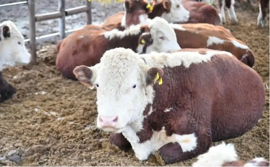 Дүниежүзілік жануарлар денсаулығы ұйымы Қазақстанда аудит жүргізуді жоспарлап отыр