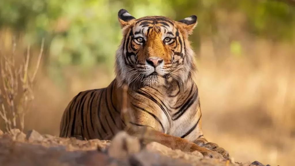 Панталондағы жамбас фотосы Панталондағы жамбас фотосы