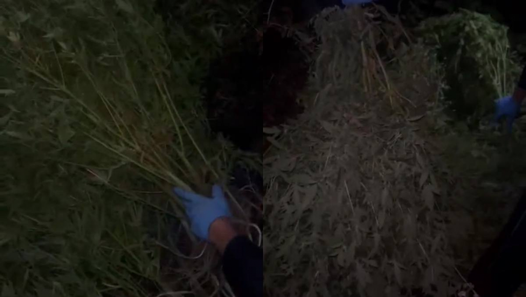 Полицейские пресекли выращивание конопли в Карагандинской области