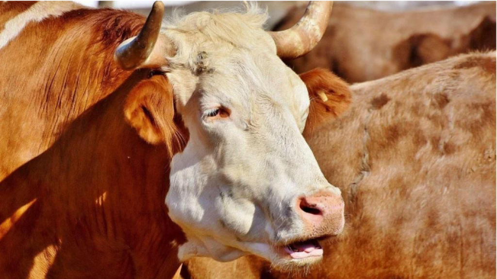 Из Казахстана временно запретили вывозить бычков КРС