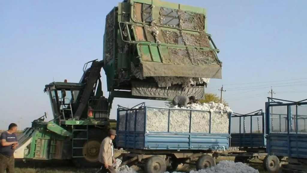 Қазақстанда мақтаның жаңа түрі өсірілді