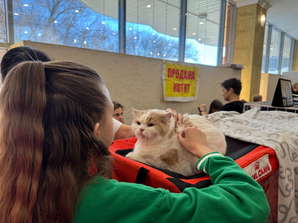 Қарағандыда халықаралық мысықтар көрмесі өтті. Фоторепортаж