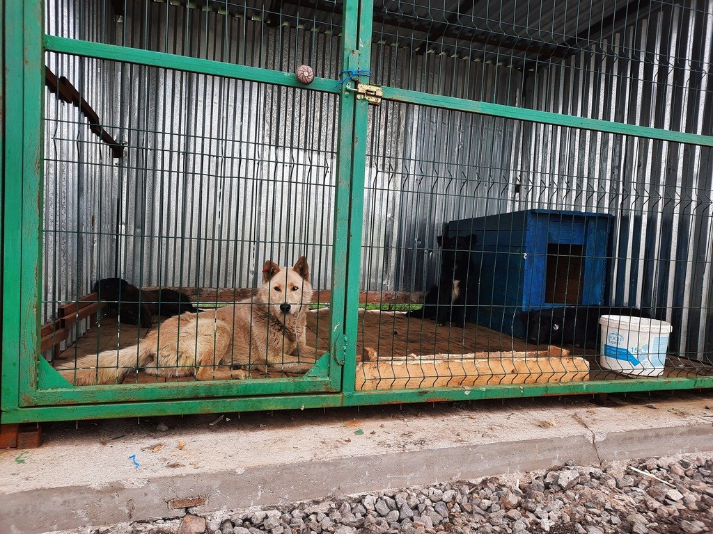 В Караганде через программу «ОСВВ» прошло 346 бездомных собак