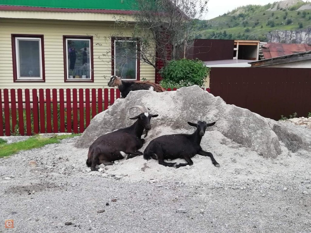 Сколько скота в Казахстане – данные сельхозпереписи озвучат в 2026 году